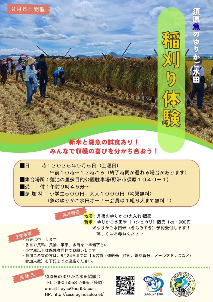 オーナー田では、5月に植えてもらった苗が元気に育ち、穂が出ております🌾 毎日厳しい暑さが続き、予定より少し早い出穂です。 9月6日、オーナーさんを対象に「稲刈り体験」を開催します。 稲刈り後には新米を召し上がっていただきますね🍚 皆様のご参加、お待ちしております。 